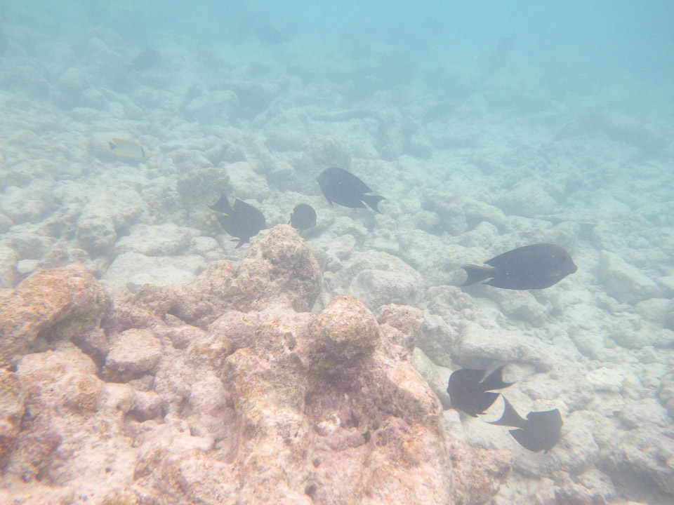 IMGP1787.jpg Sous l eau - Rangiroa - Copyright : See Otherwise 2012 - 2026